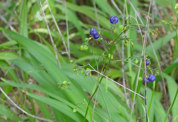 Hương bài - Điều trị mụn nhọt, lở ngứa và ghẻ ngoài da