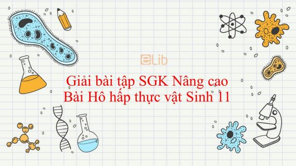 Giải bài tập SGK Sinh học 11 Nâng Cao Bài 11: Hô hấp thực vật