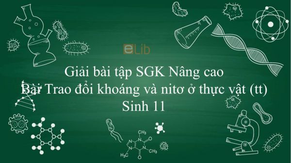 Giải bài tập SGK Sinh học 11 Nâng Cao Bài 4: Trao đổi khoáng và nitơ ở thực vật (tiếp theo)