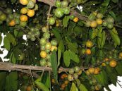 Bứa nhà - Trị dị ứng, mẩn ngứa