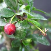 Bùm sụm - Chữa đau nhức lưng