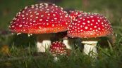 Nấm đỏ - Làm bả diệt ruồi