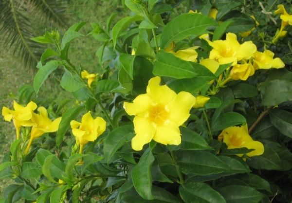 Bông vàng - Làm thuốc tẩy, trị sốt rét, tê thấp