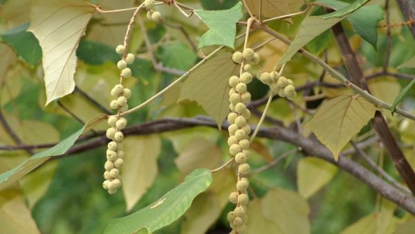 Bùm bụp bông to - Cầm máu vết thương