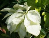 Bướm bạc trà - Trị sốt