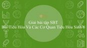 Giải bài tập SBT Sinh học 8 Bài 24: Tiêu Hóa Và Các Cơ Quan Tiêu Hóa