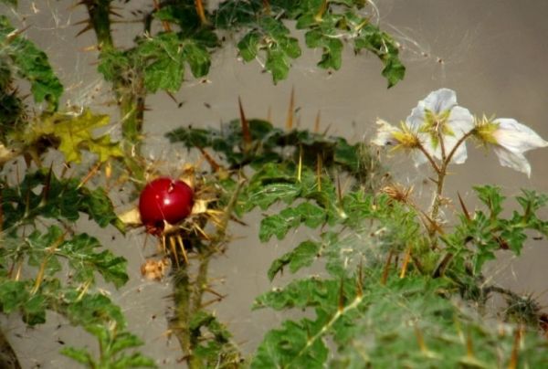 Cà dại quả đỏ - Trị viêm phế quản mạn tính