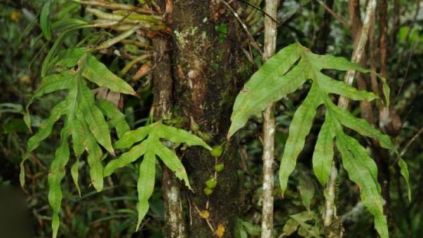 Nga trưởng - Trị sốt, bệnh ngoài da