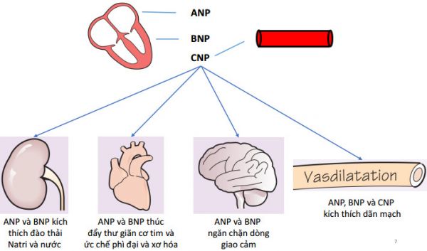 Peptit natri lợi niệu não - Quy trình thực hiện và những lưu ý cần biết