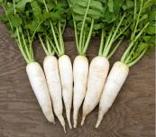 Cải củ - Long đờm, trừ viêm