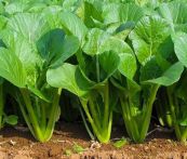 Cải ngọt - Trị bệnh co thắt