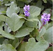 Cải rừng bò lan - Trị viêm phế quản