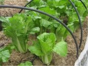 Cải thảo - Chữa sốt, lợi tiểu tiện