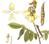 Cây cổ giải - Thuốc diệt ruồi