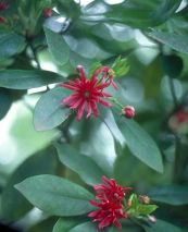 Cây hồi núi - Quả gây ngộ độc