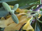 Ngẫn chày - Chữa rối loạn dạ dày