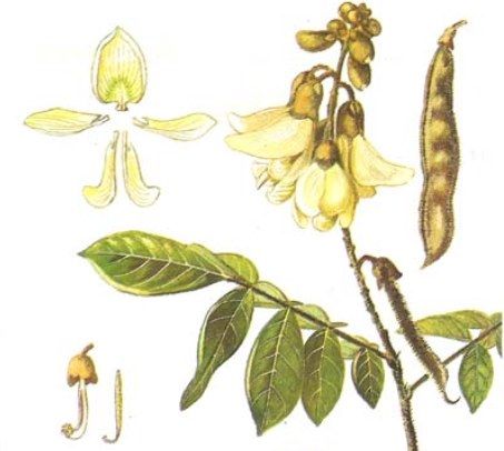 Cây cổ giải - Thuốc diệt ruồi