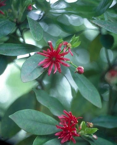 Cây hồi núi - Quả gây ngộ độc