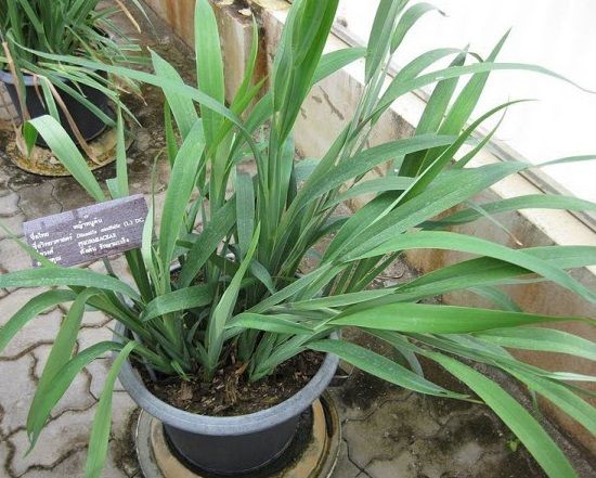 Cây hương lâu - Chữa sốt, bệnh gan