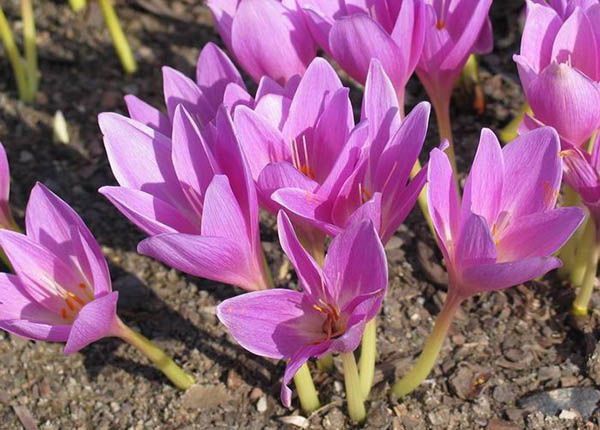 Cây tỏi độc - Công dụng đỡ đau, đỡ sốt