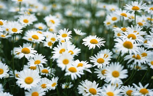 Cúc trừ sâu - Thuốc trừ sâu, muỗi