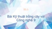 Công nghệ 9 Bài 9: Kỹ thuật trồng cây vải