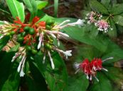 Cây ba gạc Ấn Độ - Hạ huyết áp, an thần