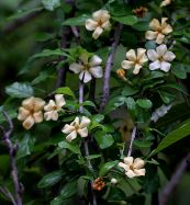 Cây găng tu hú - Chữa tiêu chảy, đau bụng