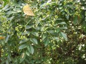 Cây muồng truổng - Chữa mẩn ngứa, lở loét