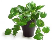 Cây vạn niên thanh - Chữa rắn cắn