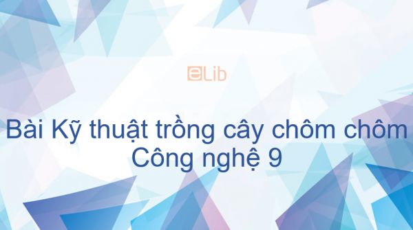 Công nghệ 9 Bài 11: Kỹ thuật trồng cây chôm chôm