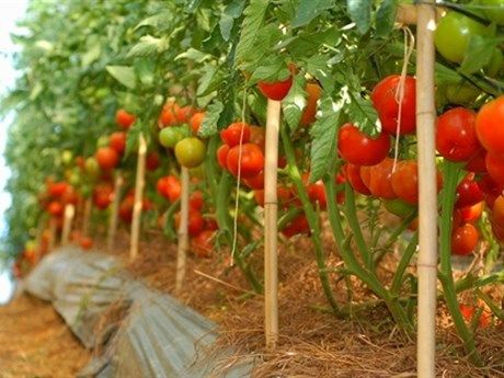 Cây cà chua - Chữa sốt, lao phổi