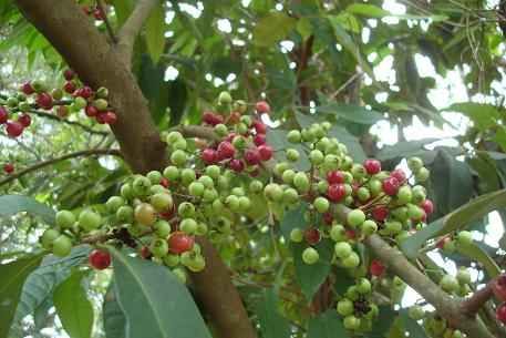 Cây sắn thuyền - Làm se vết thương, chống nhiễm trùng