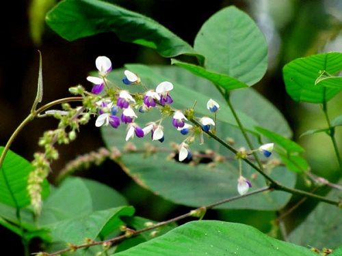 Cây thóc lép - Chữa vết thương, vết loét