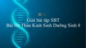 Giải bài tập SBT Sinh học 8 Bài 48: Hệ Thần Kinh Sinh Dưỡng