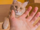 Nhiễm trùng do mèo cào - Triệu chứng, nguyên nhân và cách điều trị