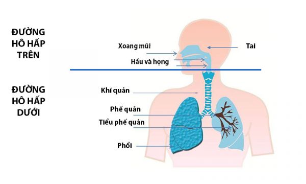 Bệnh nhiễm trùng đường hô hấp dưới - Triệu chứng, nguyên nhân và cách điều trị
