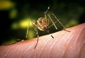Bệnh nhiễm siêu vi trùng West Nile - Triệu chứng, nguyên nhân và cách điều trị
