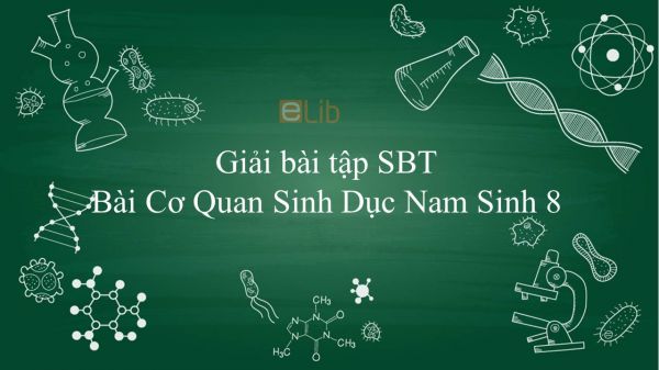 Giải bài tập SBT Sinh học 8 Bài 60: Cơ Quan Sinh Dục Nam