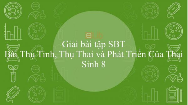 Giải bài tập SBT Sinh học 8 Bài 62: Thụ Tinh, Thụ Thai và Phát Triển Của Thai
