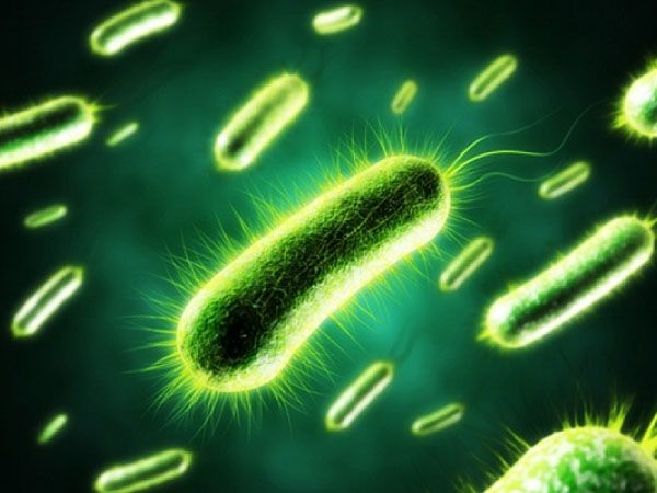 Bệnh nhiễm khuẩn E. coli - Triệu chứng, nguyên nhân và cách điều trị