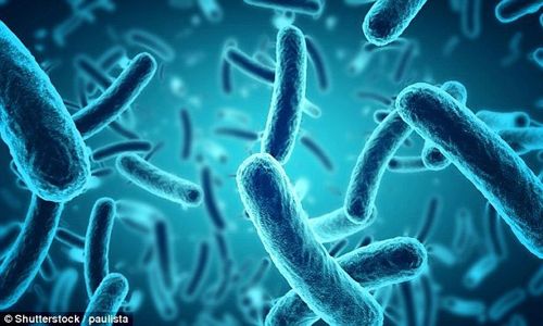 Bệnh nhiễm khuẩn Listeria monocytogenes - Triệu chứng, nguyên nhân và cách điều trị
