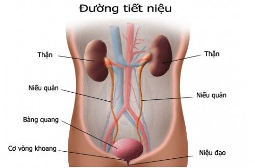 Bệnh ung thư niệu quản - Triệu chứng, nguyên nhân và cách điều trị