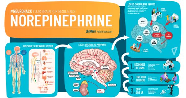 Thuốc Norepinephrine - Điều trị tụt huyết áp