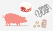 Bệnh ấu trùng sán lợn - Triệu chứng, nguyên nhân và cách điều trị