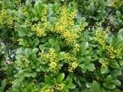 Ngâu tàu - Trị bệnh ghẻ