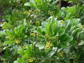 Ngâu - Chữa sốt, vàng da