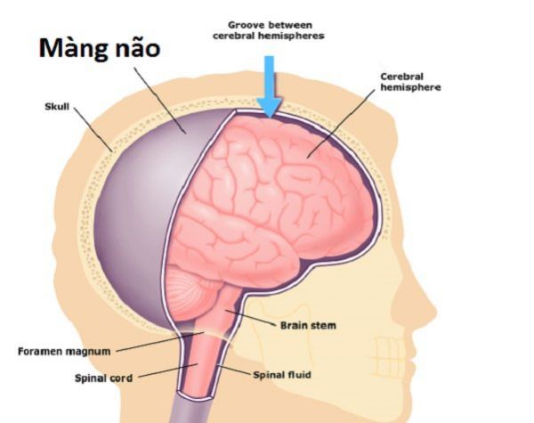Bệnh lao màng não và hệ thần kinh trung ương - Triệu chứng, nguyên nhân và cách điều trị