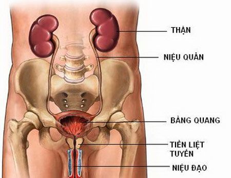 Bệnh lao niệu sinh dục - Triệu chứng, nguyên nhân và cách điều trị
