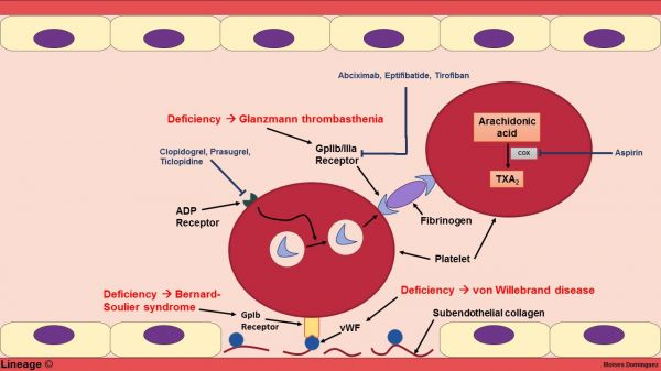 Bệnh Von Willebrand - Triệu chứng, nguyên nhân và cách điều trị